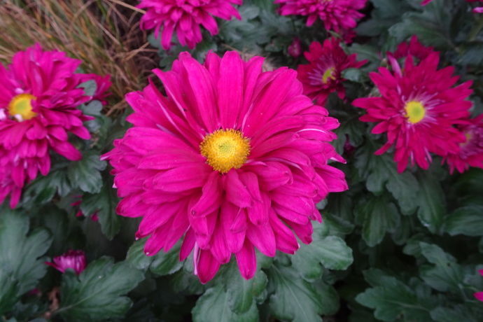 喜欢菊花，就养盆“盘龙系列菊花”盘龙目莲，花色艳丽，娇艳妖娆