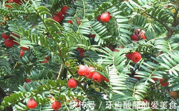 修剪|红豆杉这样来一刀枝叶繁茂果满枝头!