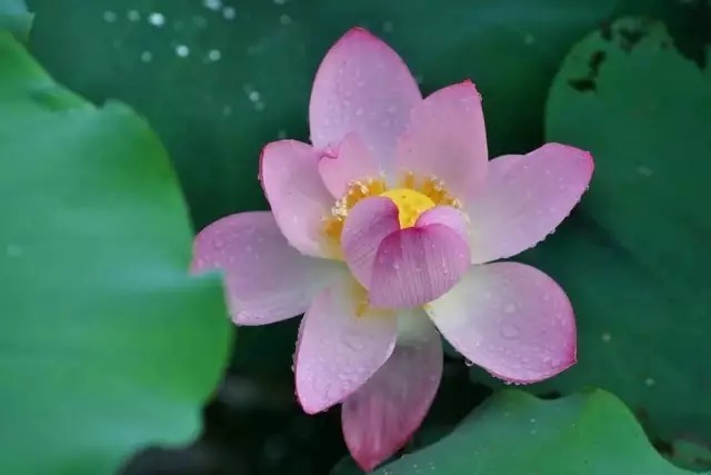 看一代名僧,婉拒一代才女