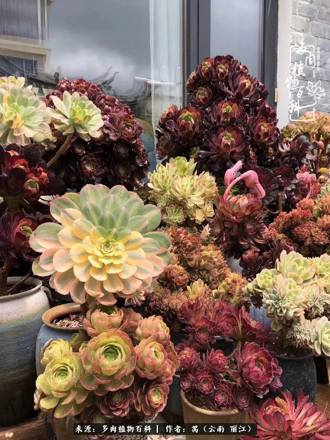 一年四季不同景,一院多肉陪我后半生!