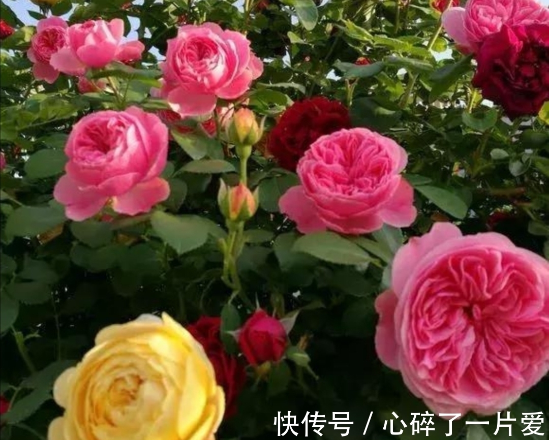 月季冬天也能扦插,只要做好这几个关键点,很快就能生根长新芽