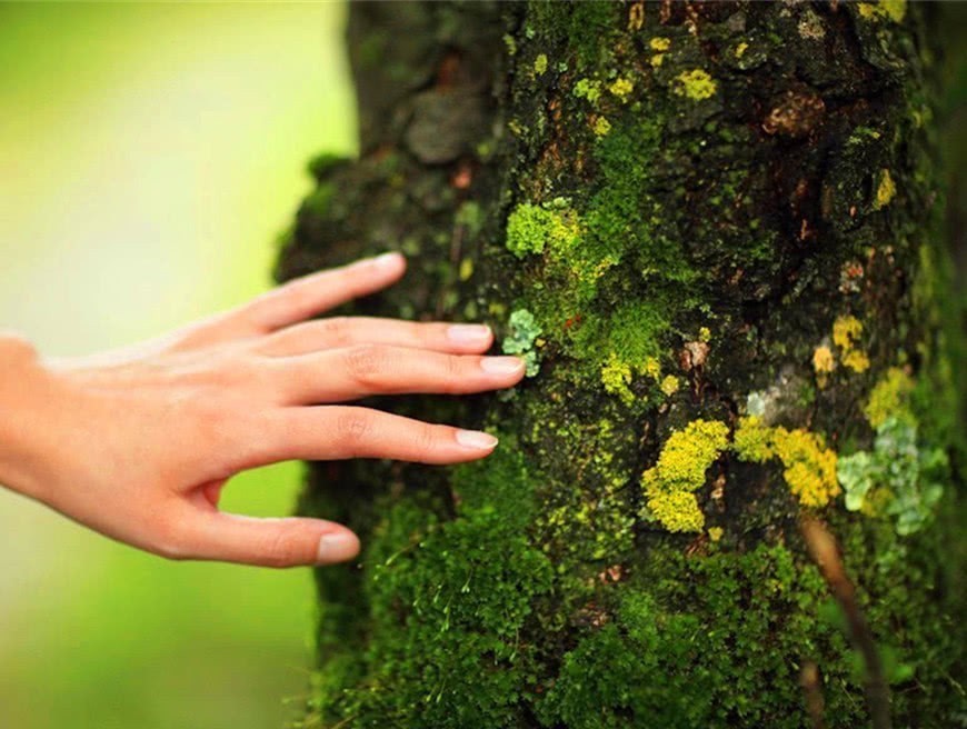 干什么|乾隆正摸树，侍卫拔刀就砍，乾隆：干什么！侍卫的回答让皇帝无语！