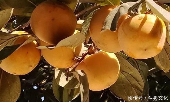 冻柿子|老中医:一个柿子的功效,看完涨知识了。吃柿子好处多。