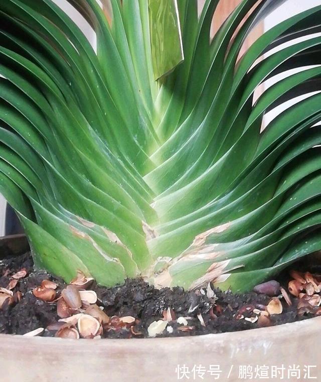 阿婆的“君子兰”养了十多年,年年出新芽,年年开爆花,咋养的?