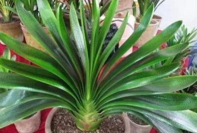 什么生根粉、维生素,都不如“1块它”,扔盆里,根壮叶绿花爆盆