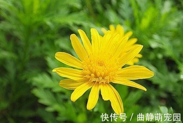 喜欢菊花，不如养“精品菊花”情人菊，似娇艳情人，美艳优雅