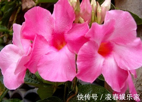 大戟科大戟属|适合懒人养的几朵花,比三角梅还能开花,花期养护超简单