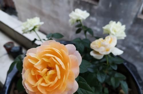 阳台再小，也要养一盆果汁阳台，上盆一个多月就有花赏