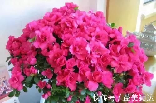 扦插|养花长虫不开花?1个洋葱全搞定,虫子褪去,花开满盆!