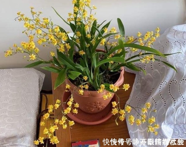 花朵|这5种花卉堪称活香水,养一盆摆客厅,满屋子飘香!