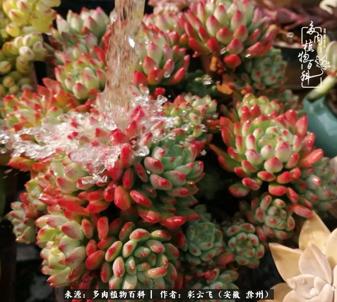 浇水后的多肉,照片秒变“照骗”!却被“骗”得很开心!