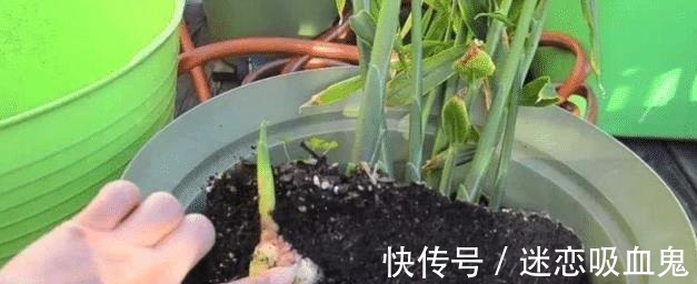 盆里种“生姜”,比君子兰好看,2个月“摘1次”,能吃6个月!