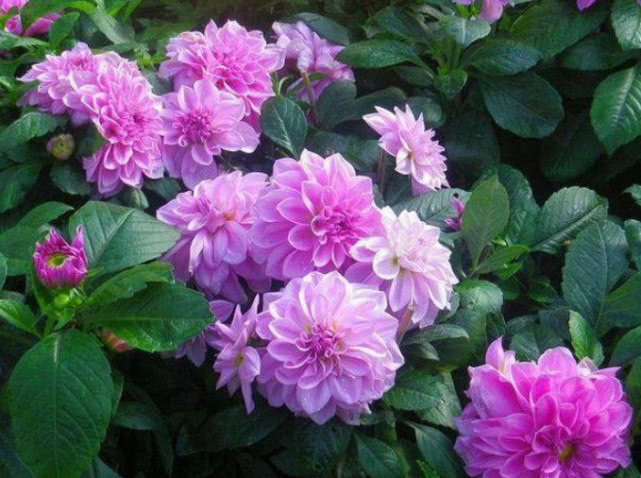 “此花”好养易爆盆,花朵大花期长,天冷天热都不怕,比牡丹还美