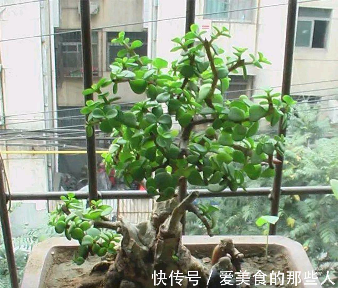 要想金枝玉叶美，秋季管理很关键，该怎样管理