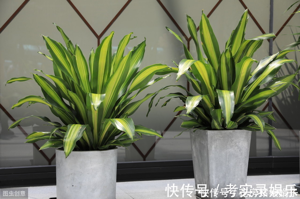 这6种花，30天不浇水也没事，只需要有散射光，就能活的很好