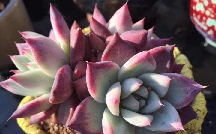 多肉植物肥美的秘诀只有一个