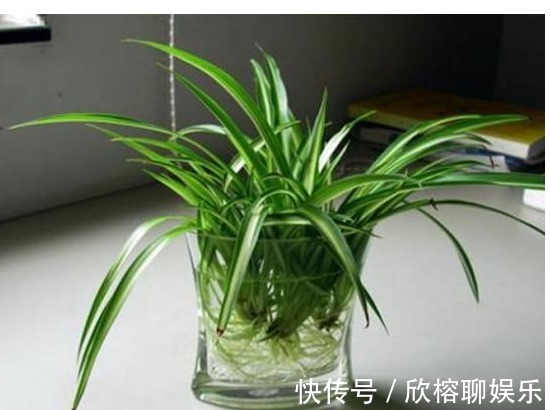 风信子|以下5种花最适合扔水里养,丢水里不用管,叶子油亮还照样开花!