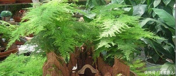 文竹爱黄叶看你犯了哪个“错误”，做到3点，十年不黄叶！