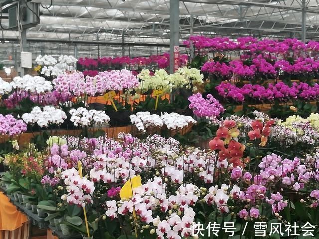 根系|养花“杀手”都有的5个毛病,难怪买花“养1盆死1盆”,要改正了