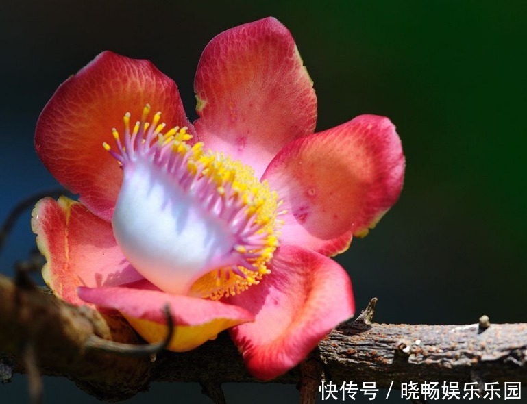 此花花瓣挺拔，花色艳丽夺目久开不败，通常是胜利和圆满的象征