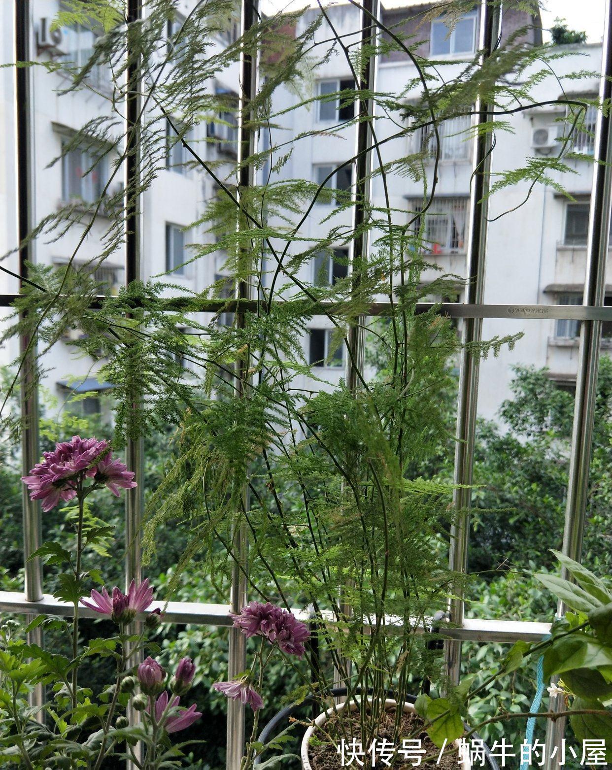 九月养文竹,给它做“三减法”,新枝新笋一起长,养成繁花小盆景