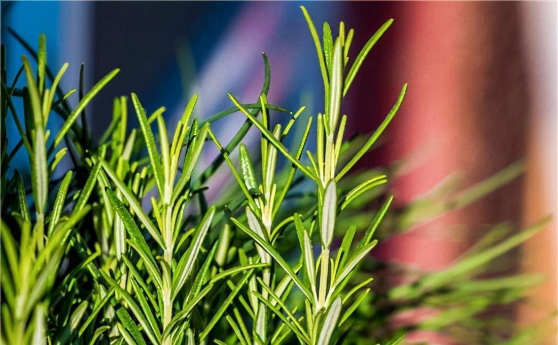 枝条|阳台养一盆它,皮实好养,散发香味、四季常绿、家里高级有氛围感