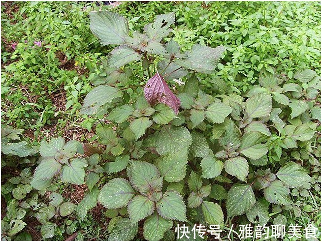 丝瓜|农村以下几种野菜,每个都是治病的良药,老中医非常喜欢