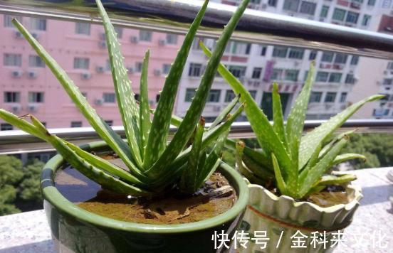 叶片|不会养芦荟,记住几个技巧,一年长到爆盆,叶片肥厚,呼呼冒芽
