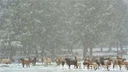 全球|1816鼠年发生了什么？为何会出现六月飞雪，导致全球20万人被冻死