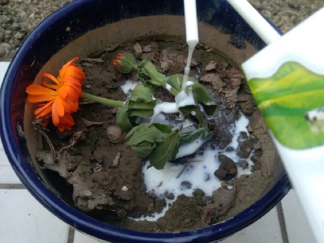 4种养花夺命水,秋天不要浇,一浇花就死!