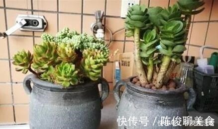 漂亮|这些破烂不要扔，做成“小花盆”，个性又漂亮，比买的强“百倍”！