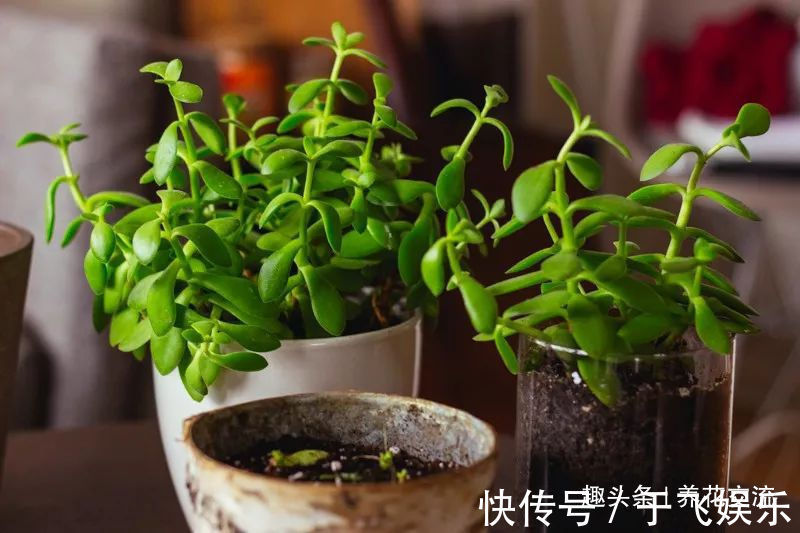 多肉植物|盆栽多肉植物不小心长变形了，适当修剪后就能恢复好看的形态