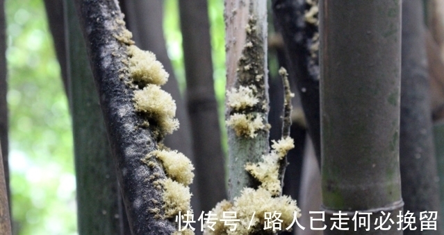 农村|只农村才有的山珍,生长在嫩竹上,常被人嫌弃,营养价值比燕窝高