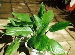 旺盛|家家都有的液体,给花喝一勺,半年不用施肥,养啥都旺盛!