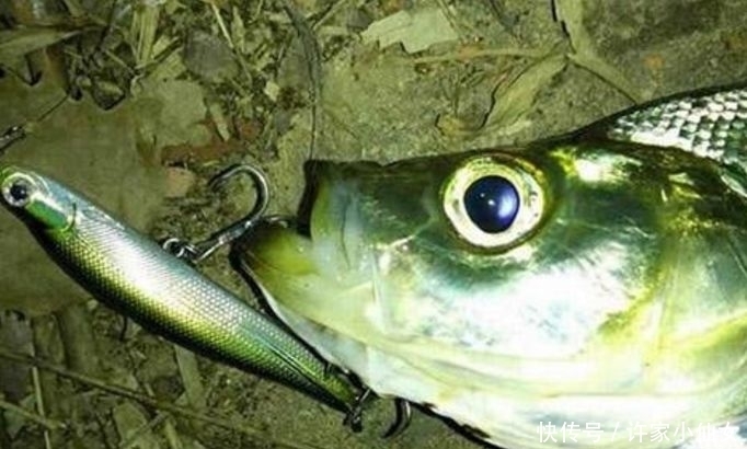 奇效|厉害了!原来路亚这么钓翘嘴有奇效,让鱼获翻几倍都没压力