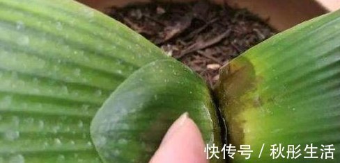 君子兰烂心要死了别扔,教你一招,分分钟满血复活