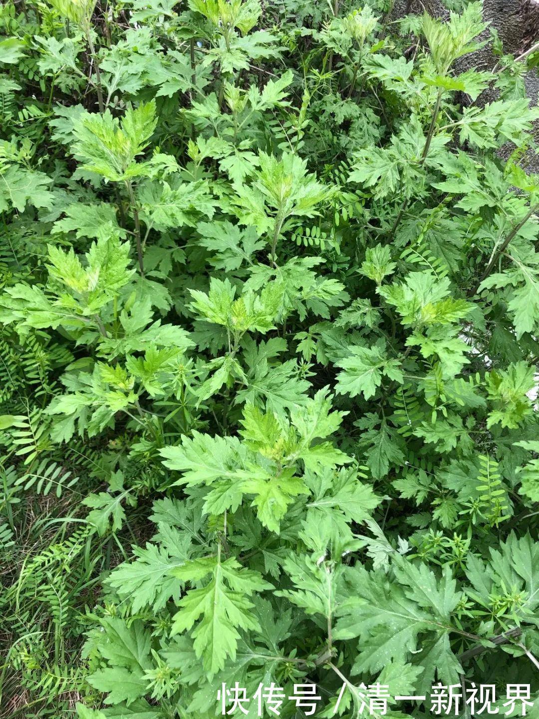 7种花插土里,立马长满院子,蚊虫不敢靠近!