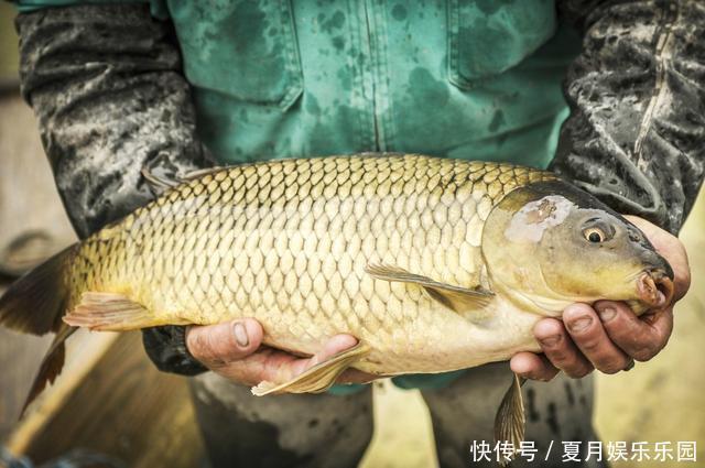 鳙鱼|钓到大鱼后拍完照就放生,是假装高尚?真实情况是这样的