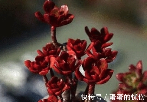 多肉植物老是养不活？可能是你太勤快了，来看看
