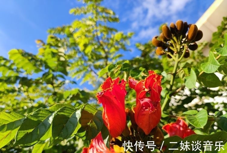 假日|赏花繁叶茂、廊桥壮美，品水米线，景谷威远江边的假日生活，惬意