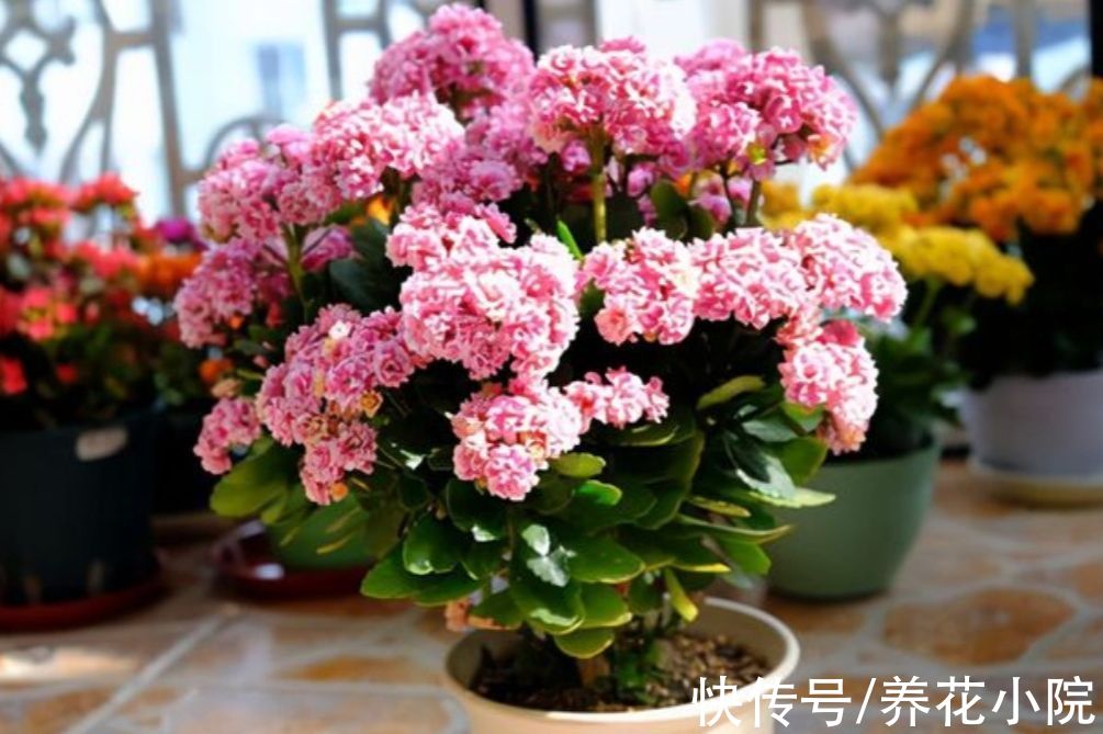 修剪|花友们都喜欢的“2种花”,比绿萝好养,开花又多又漂亮