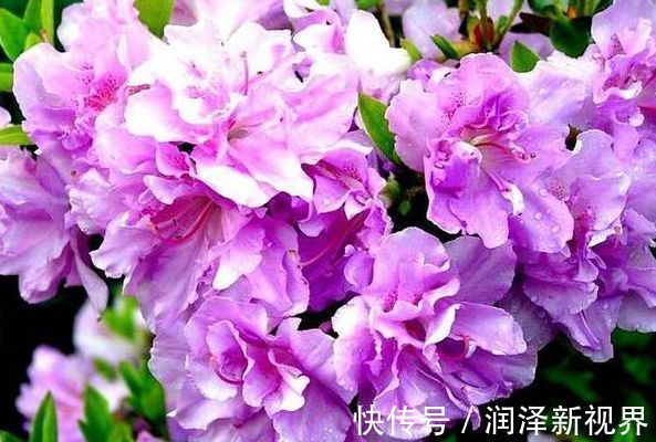 掉蕾|喜欢玫瑰，就养盆“精品玫瑰”冰雪皇后，花瓣立体雅致，高雅纯洁