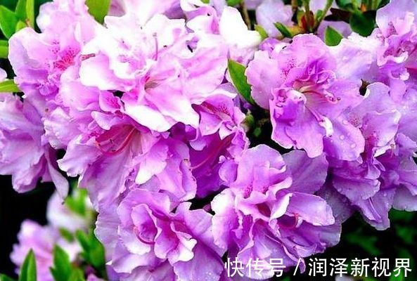 掉蕾|喜欢玫瑰,就养盆“精品玫瑰”冰雪皇后,花瓣立体雅致,高雅纯洁