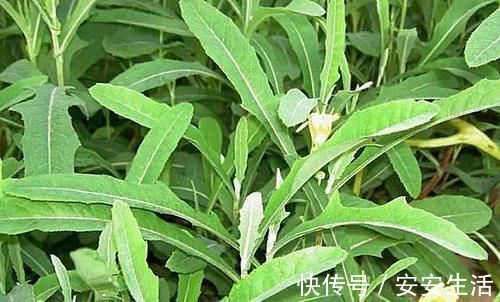 苣荬菜|女性想爱美,多吃以下食物,淡化色斑,延缓衰老,美白肌肤