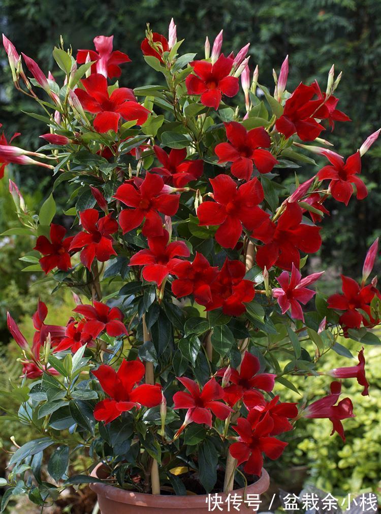 夏天|9种漂亮花,热不死晒不怕,开花大半年,没有病虫害,38度成花海