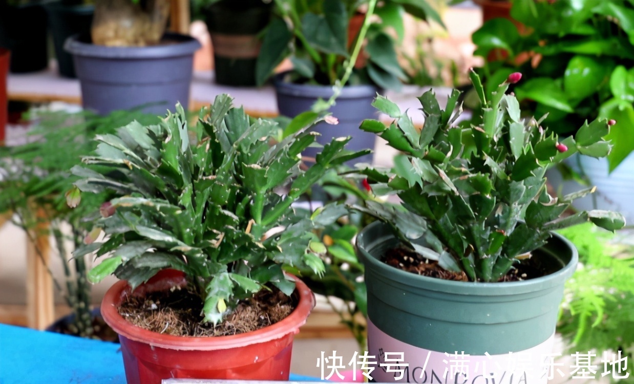 害怕蟹爪兰夏季打蔫,告诉你几个关键操作,让它叶片油绿硬挺