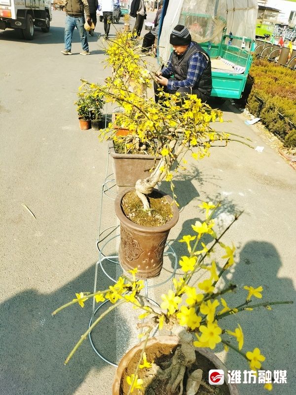 迎春花开报春来