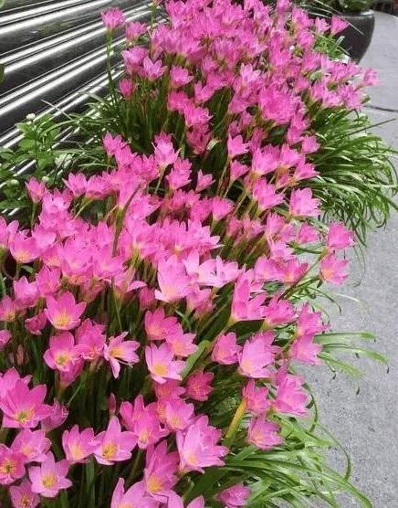 6种“懒人花”可真皮实,一个月不浇水,太阳越晒,开花越泼辣