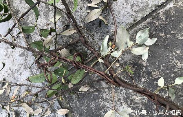 此植物獲得桑樹之精氣而生，善滋肝腎、強筋骨、祛風(fēng)濕，滋養(yǎng)血脈