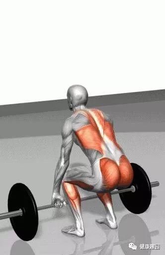 肱三头肌|肌肉群锻炼动作示意图，想练什么对号入座！
